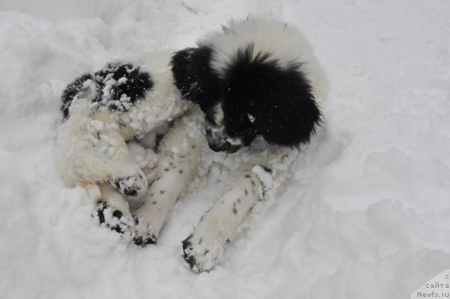 Фотография № 114977