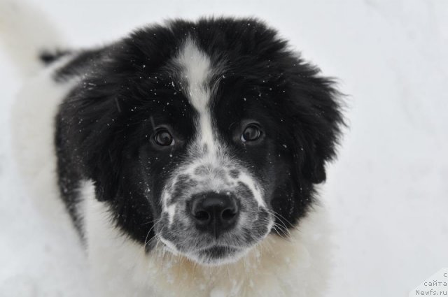 Фотография № 114978