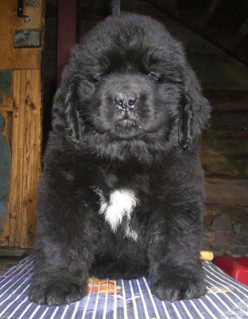 Фото: ньюфаундленд Супер Бизон Вива Ла Дива