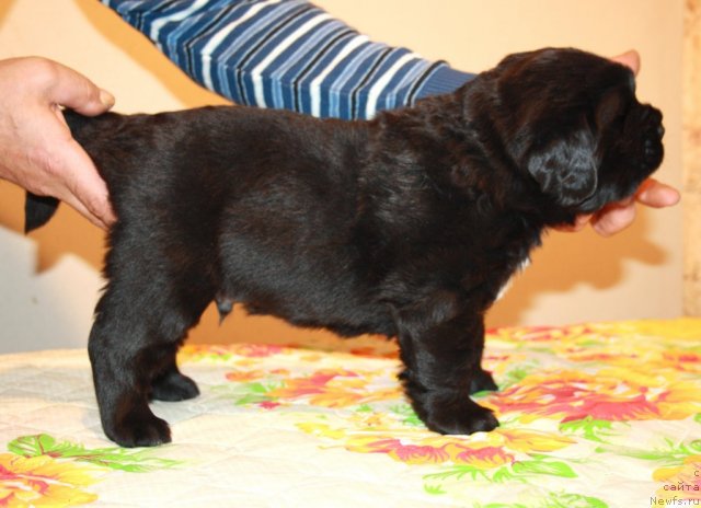 Фото: сын, ньюфаундленд Супер Премиум Жани Моник, ньюфаундленд Very Fairweathers X'Got The Rhythm