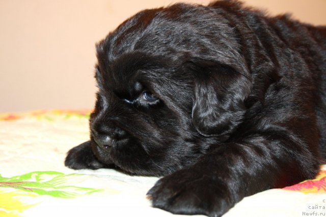 Фото: сын, ньюфаундленд Супер Премиум Жани Моник, ньюфаундленд Very Fairweathers X'Got The Rhythm