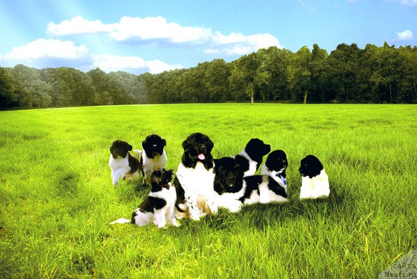 Фотография № 114984