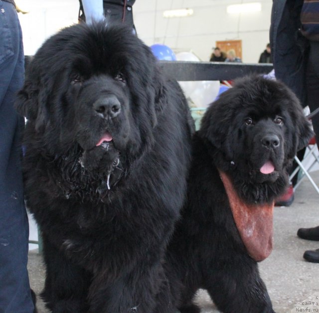 Фотография № 114987