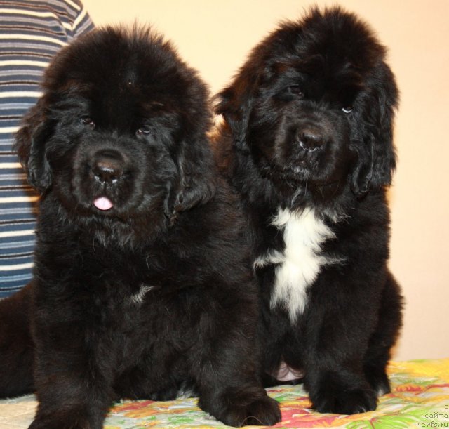 Фото: ньюфаундленд Дак Прайд Валентино (Dark Pride Valentino), ньюфаундленд Дак Прайд Вивьен (Dark Pride Vivienne)