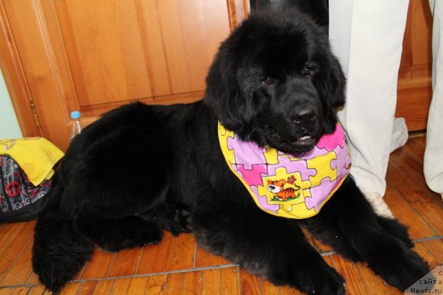 Фотография № 114997