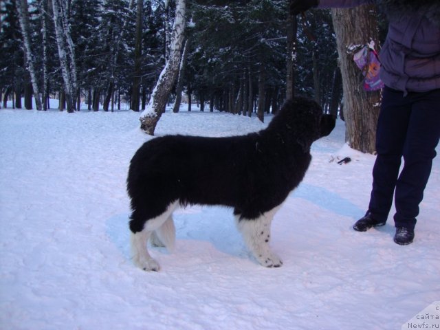 Фото: ньюфаундленд Фиаметтахауз Принцесс Бьюти