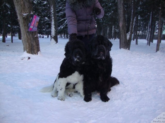 Фотография № 115004