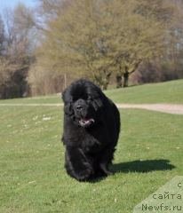 Фото: ньюфаундленд Very Fairweathers Top Secret