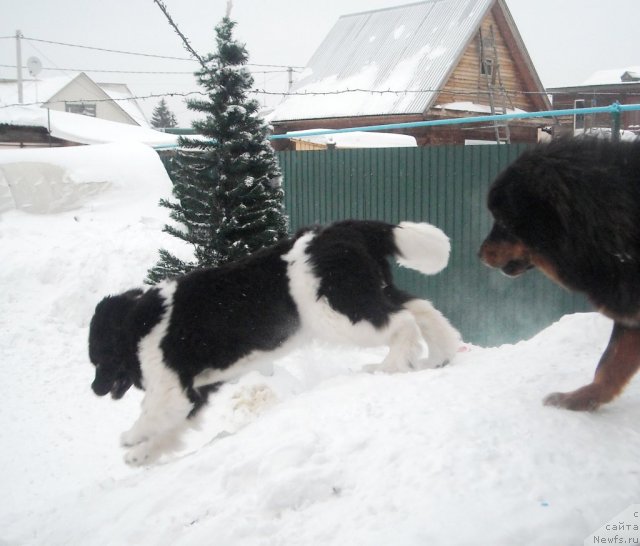 Фотография № 115012