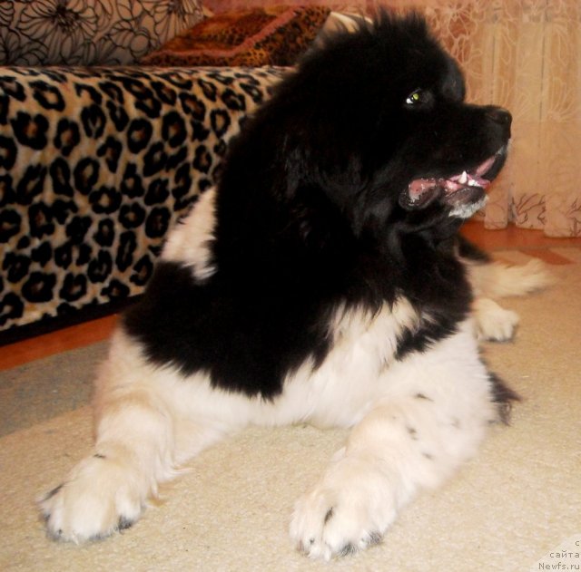 Фото: ньюфаундленд Фиаметтахауз Претти Дрим