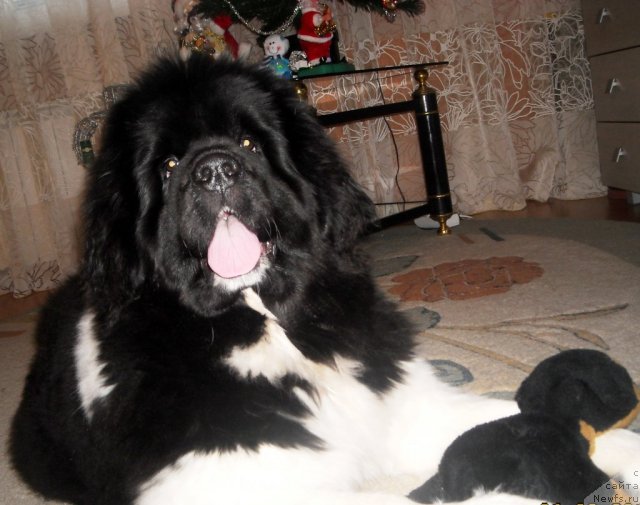 Фотография № 115015