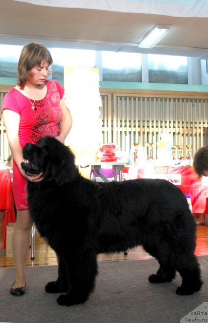 Фото: ньюфаундленд Супер Премиум Лиллихаммер (Super Premium Lillihamer)