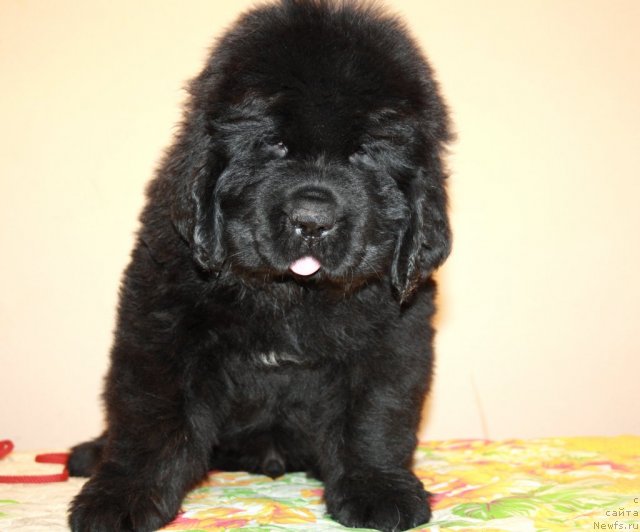 Фото: ньюфаундленд Дак Прайд Валентино (Dark Pride Valentino)