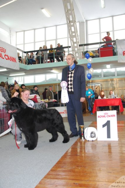 Фото: ньюфаундленд Teddy vom Trieberg