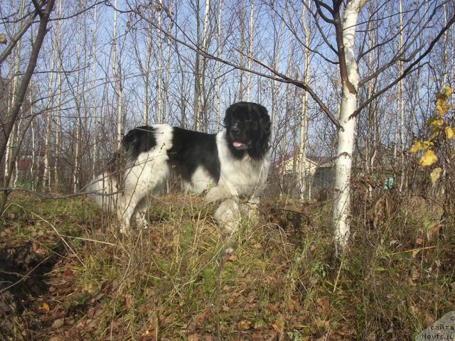 Фото: ньюфаундленд Отрада Чудная Моя из Тихого Омута