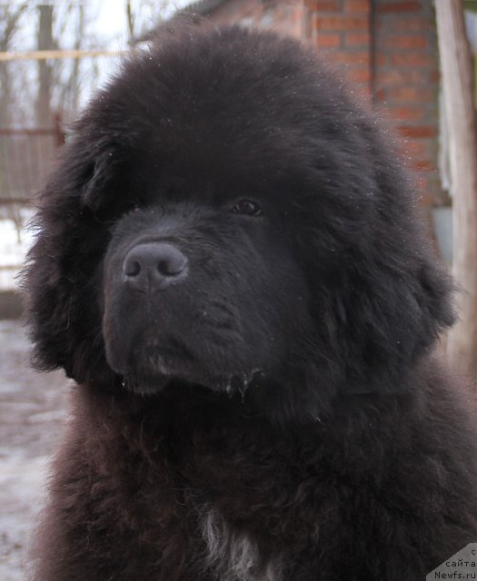 Фотография № 115141