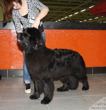 Фото: ньюфаундленд Смигар Северная Верона