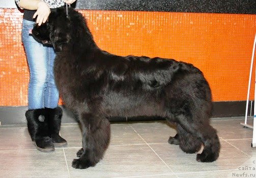 Фото: ньюфаундленд Смигар Северная Верона