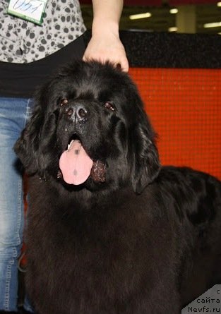 Фотография № 115145