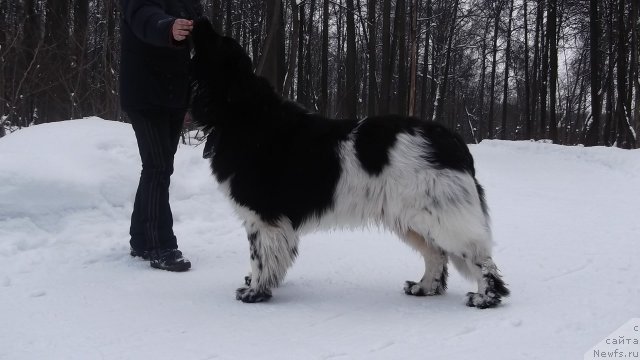 Фото: ньюфаундленд Плюшевая Панда Ферреро Ронд Нуар (Plushevaya Panda Ferrero Rond Noir)