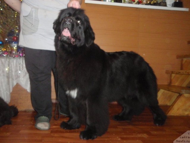 Фотография № 115149