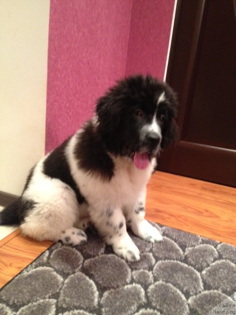 Фото: ньюфаундленд Сент Джонс Вива Виктория (Sent Djons Viva Viktoria)