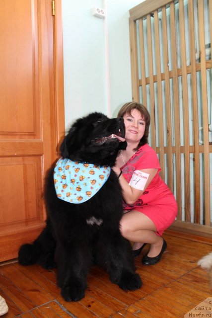 Фото: ньюфаундленд Супер Премиум Лиллихаммер (Super Premium Lillihamer)