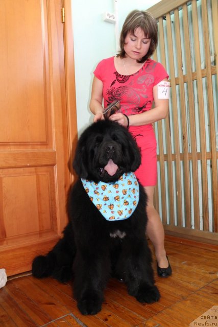 Фото: ньюфаундленд Супер Премиум Лиллихаммер (Super Premium Lillihamer)