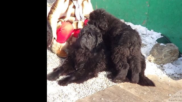 Фото: ньюфаундленд Супер Премиум Линиэль Дайлиррин (Super Premium Liniel Daylirring), ньюфаундленд Супер Премиум Микадо (Super Premium Mikado)