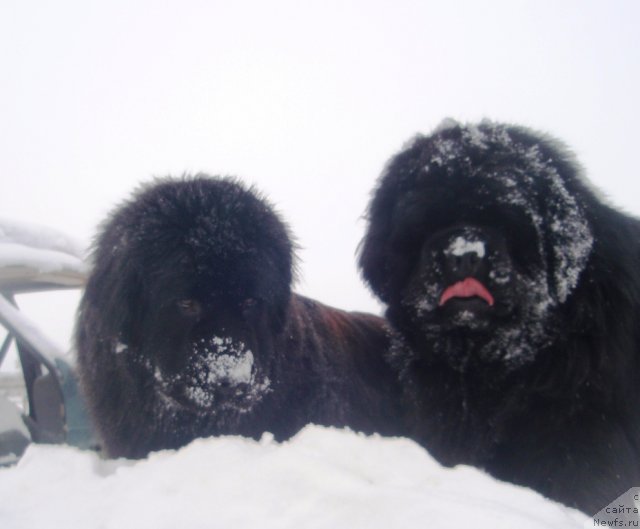 Фото: ньюфаундленд Потап Елана