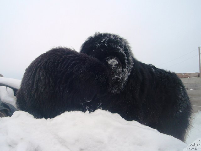 Фото: ньюфаундленд Потап Елана