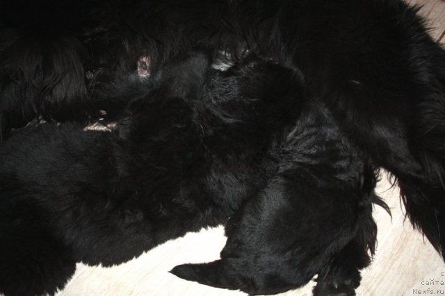 Фото: ньюфаундленд Супер Премиум Жани Моник, ньюфаундленд Дак Прайд Валентино (Dark Pride Valentino), Гаврюша