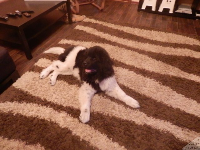 Фото: ньюфаундленд Фиаметтахауз Патриция