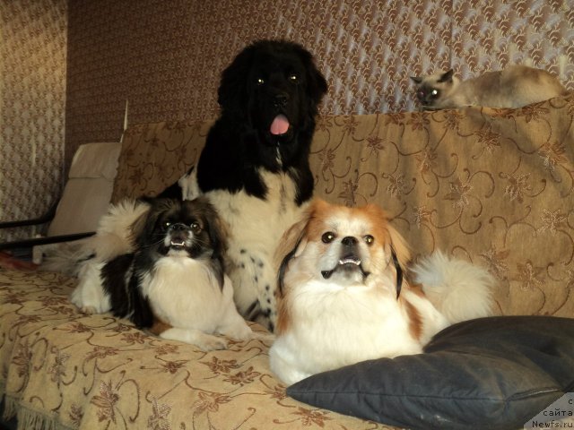 Фото: ньюфаундленд Плюшевая Панда Ферреро Ронд Нуар (Plushevaya Panda Ferrero Rond Noir)