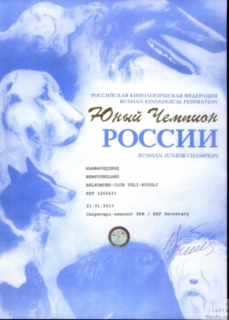 Фото: ньюфаундленд Белкондер-Клаб Угли-Бугли (Belkonder-Club Ugli-Boogli)