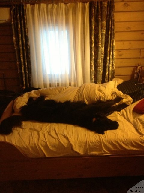 Фото: ньюфаундленд Бонни Флайт