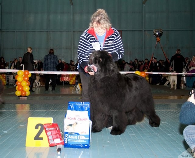 Фото: ньюфаундленд С'Нежная Вьюга Армандо Паруссо (S'Nezhnaya Vjuga Armando Parusso), Ирина Панюшкина