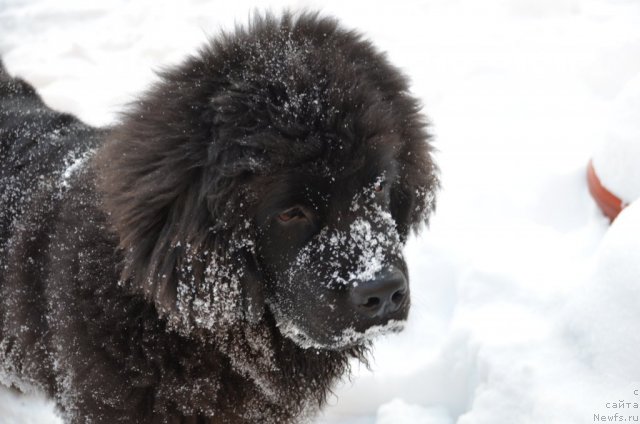 Фото: ньюфаундленд Сент Джонс Бук оф Ченчж (Sent Djons Book of Change)