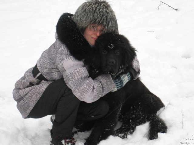 Фото: ньюфаундленд Сент Джонс Блак Баттерфляй