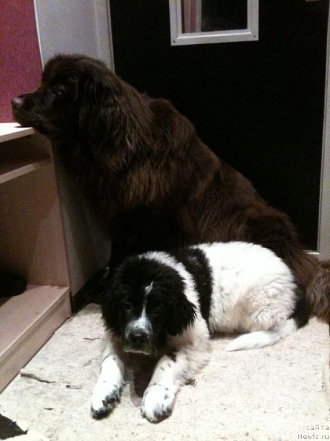 Фото: ньюфаундленд Ван Лен Тайм Женевьева, ньюфаундленд Сент Джонс Вива Виктория (Sent Djons Viva Viktoria)