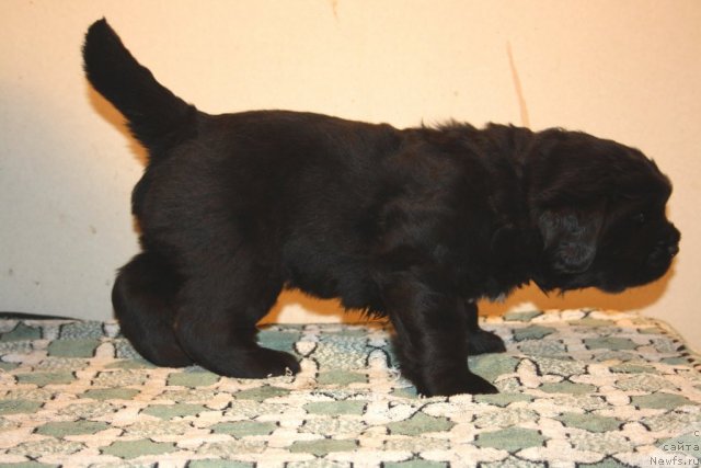 Фото: сын, ньюфаундленд Супер Премиум Жани Моник, ньюфаундленд Very Fairweathers X'Got The Rhythm