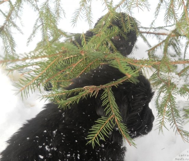 Фото: ньюфаундленд Рэй Спящий Вулкан