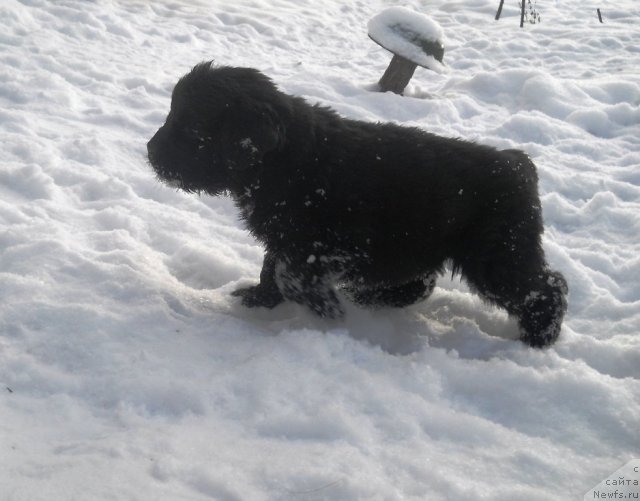 Фото: ньюфаундленд Риск Мавензи Аметист