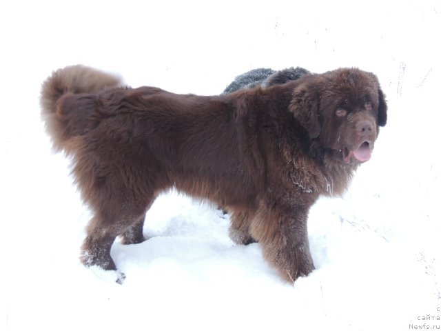 Фото: ньюфаундленд Фактурный Фрукт с Берега Дона (Fakturnyi Frukt s Berega Dona), ньюфаундленд Би Перфект Арабелла