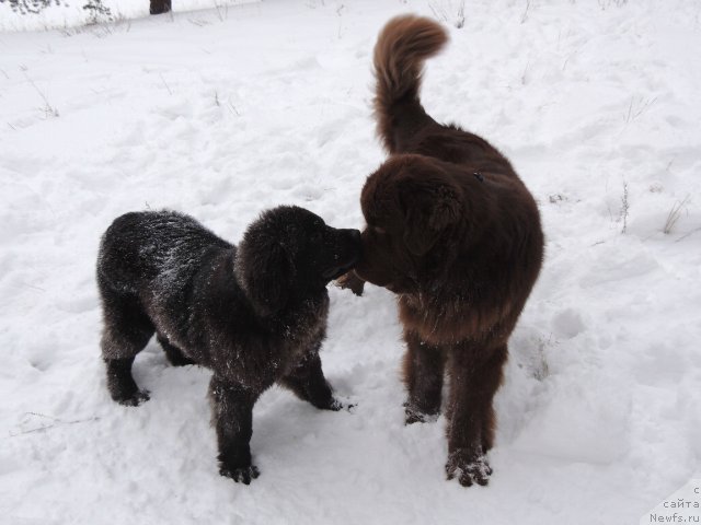Фото: ньюфаундленд Фактурный Фрукт с Берега Дона (Fakturnyi Frukt s Berega Dona), ньюфаундленд Би Перфект Арабелла