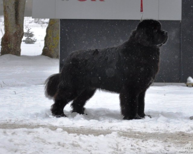 Фото: ньюфаундленд Звездный Дар Агасси (Zvezdnij Dar Agassi)
