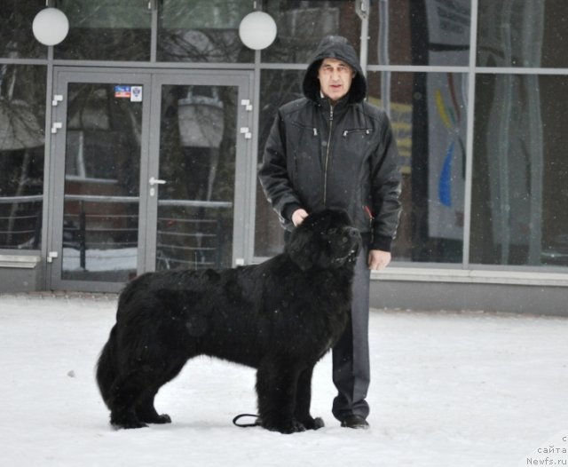 Фото: ньюфаундленд Звездный Дар Агасси (Zvezdnij Dar Agassi)
