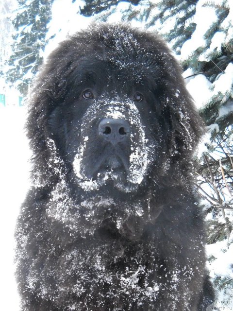 Фотография № 115234