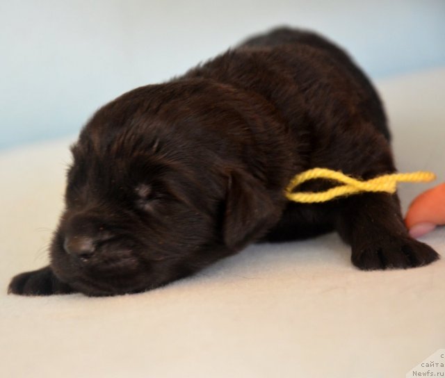 Фото: Amber Charm In Time