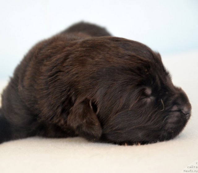 Фото: Amber Charm In Time